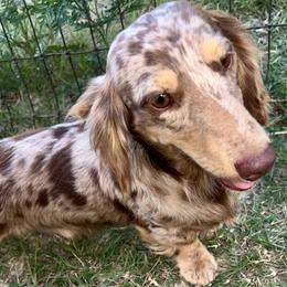 Finn - Dachshund