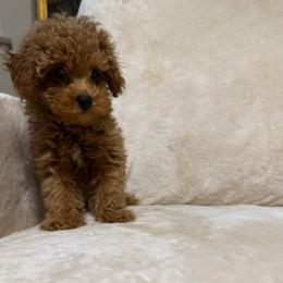 Lucy - Red  female Poodle puppy in Auburn, Georgia from Southern Poodles