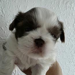 Apollo - Liver and white male Shih Tzu puppy in Orlando, Florida from Shih Tzu Puppy in Orlando