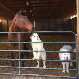 Great Pyrenees from JoAnn Winks' Great Pyrenees
