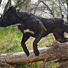 Molosser (Bully x)s from Miscela Molossers