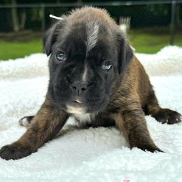 Girl 1 - Boxer puppy from MK Boxer Haven of CNY