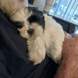 Zoey - Black and white Shih Tzu puppy in Parrish, Florida from Livingston Kennels