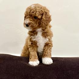 Pumpkin - Red  female Goldendoodle puppy in Saint George, Utah from Ashlee's Goldendoodles