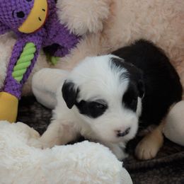 Old English Sheepdog Puppies from Roland Hills Farm