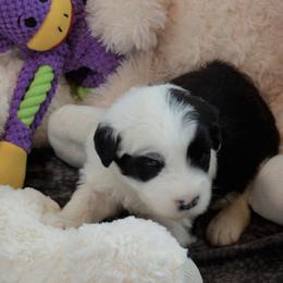 Old English Sheepdog Puppies from Roland Hills Farm
