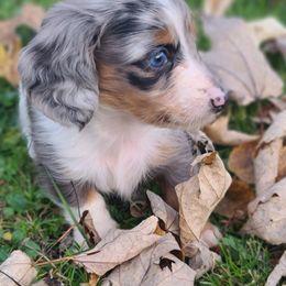 Dachshund Puppies from Ivy Willow Dachshunds
