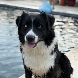 OAK - Australian Shepherd
