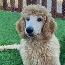 Hulk - Red  Poodle puppy in Dripping Springs, Texas from Petras Poodle Pharm Atx