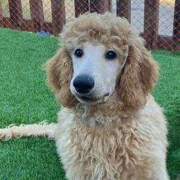 Hulk - Red  Poodle puppy in Dripping Springs, Texas from Petras Poodle Pharm Atx