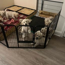 Golden Retriever Puppies from Wise Goldens