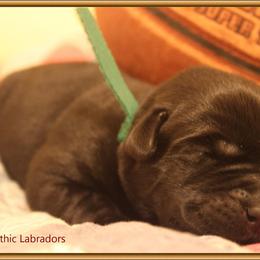 Labrador Retriever Puppies from Mythic Labradors, LLC