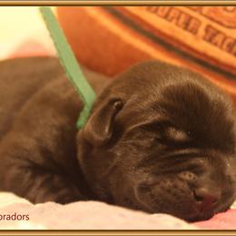 Labrador Retriever Puppies from Mythic Labradors, LLC