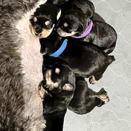 Miniature Schnauzer Puppies from Front Runner Miniature Schnauzers