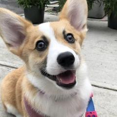 Pembroke Welsh Corgis from ROC