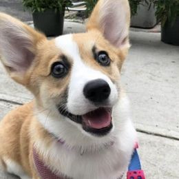 Pembroke Welsh Corgis from ROC