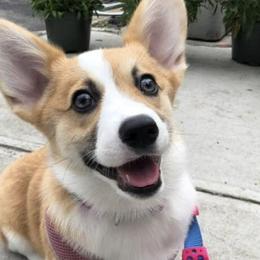 Pembroke Welsh Corgis from ROC