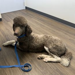 Mud - Poodle