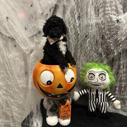 Poodle Puppies from Maison des Caniches