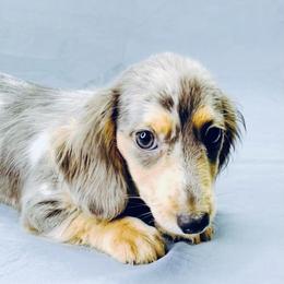 Dachshund Puppies from Meldox