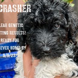 Crasher - Labradoodle puppy in Naples, Florida from Devoted Labradoodles