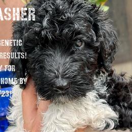 Crasher - Labradoodle puppy in Naples, Florida from Devoted Labradoodles