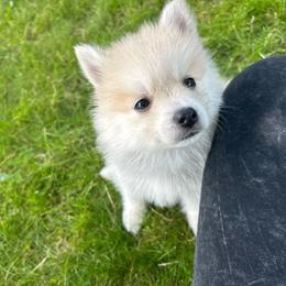 Rumi - Wolf sable female Pomsky puppy in Coeur D'alene, Idaho from PNW Pomskys