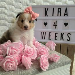 Indy - Sable merle and white female Shetland Sheepdog puppy in Wapello, Iowa from Willow Rayne shelties and more