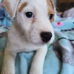 Jack Russell Terrier Puppies from Mischief Managed Jack Russell Terriers