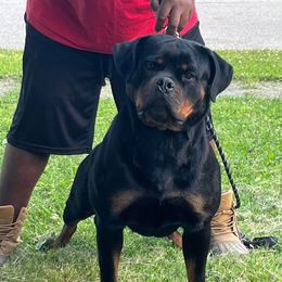 Elektra - Rottweiler