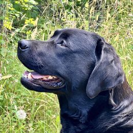 Poppy - Labrador Retriever