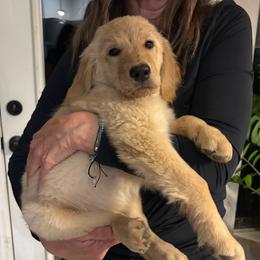 George - Cream female Goldendoodle puppy in Tucson, Arizona from Cheryl's Goldendoodles
