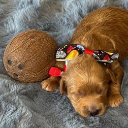 Coconut - male Cavapoochon puppy in Waldron, Arkansas from Kay’s Cutie Poos