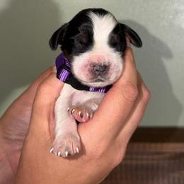 Pearl - Black white and tan female English Springer Spaniel puppy in Williston, Florida from Parks Paradise Springers