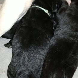 Labrador Retriever Puppies from Copper Creek Outfitters and Kennel