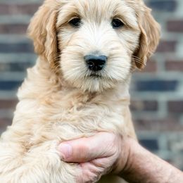 Goldendoodle Puppies from Gentry Doodles