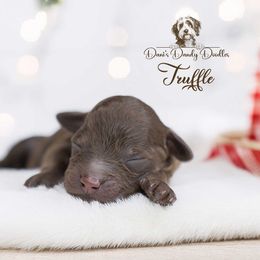 Truffle - Brown and white male Aussiedoodle puppy in Roebuck, South Carolina from Dani's Dandy Doodles