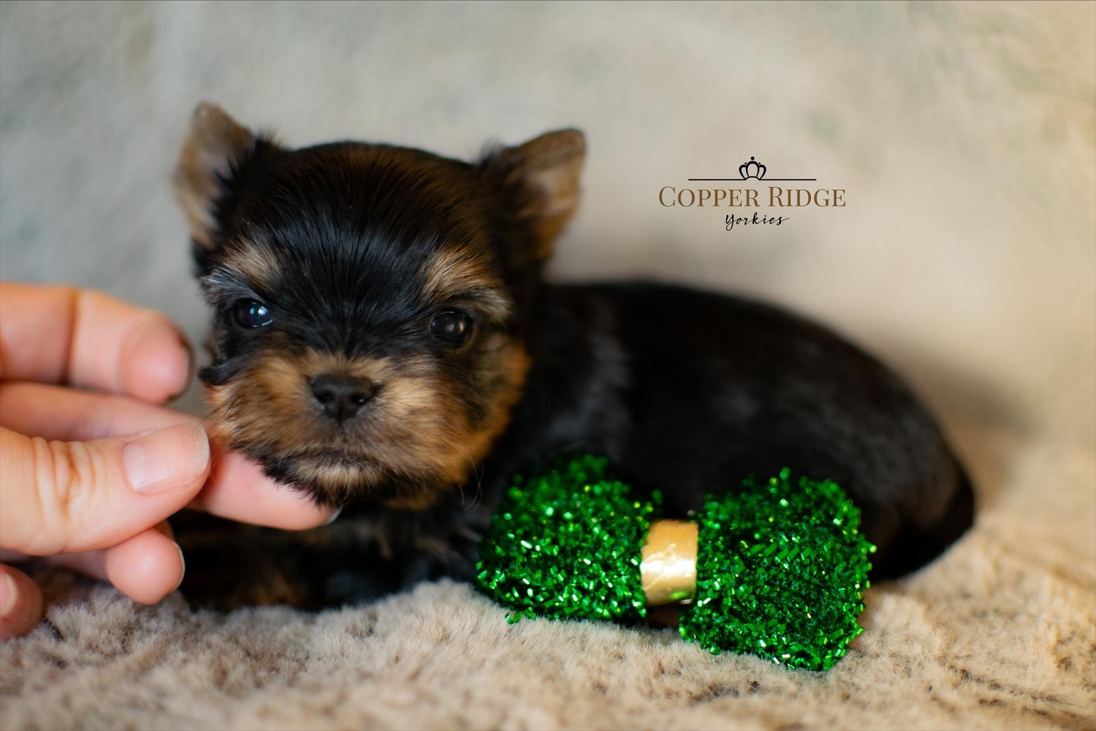 Copper Ridge Yorkies in Arkansas Yorkshire Terrier puppies Good Dog