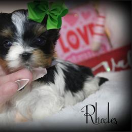 Rhodes - Parti male Yorkshire Terrier puppy in Warren, Michigan from Danielle's Yorkie & Shih Tzu Babies