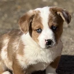 American Corgis from Cool Creek Corgjs