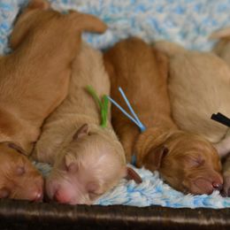 Goldendoodle Puppies from Doodling Minors