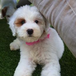 Honey - Pink - Parti female Goldendoodle puppy in Ruthorfordton, North Carolina from Duncan Doodles Goldendoodles