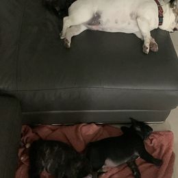 French Bulldog Puppies from Luna and London’s Puppies