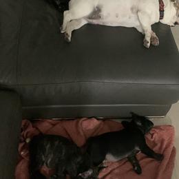 French Bulldog Puppies from Luna and London’s Puppies