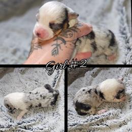 Girl 2 - Blue merle and white female American Corgi puppy in Natchitoches. La, Louisiana from Bleu Bayou Corgis