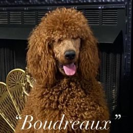 Boudreaux - Poodle