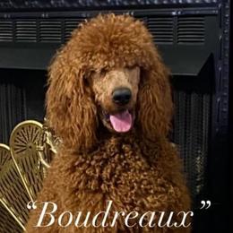 Boudreaux - Poodle