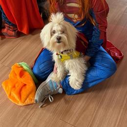 Yue - Coton de Tulear