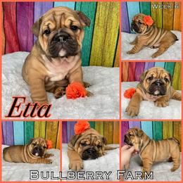 Bulldog Puppies from Bullberry Farm