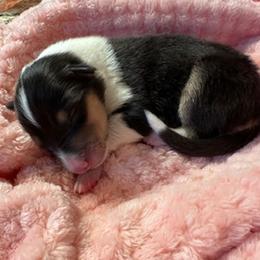 Girl 3 - female Scottish Collie puppy in Newcastle, Wyoming from Sundance Scottish-Colleys